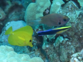 86 Yellow Tang, Agile Moray, Hawaiian Cleaner Wrasse IMG 2433